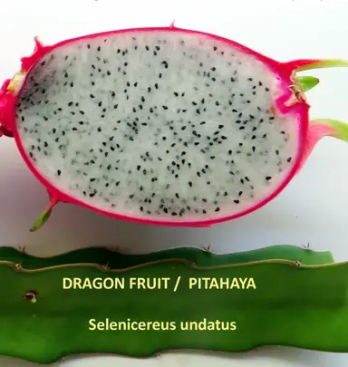 Selenicereus undatus (White Dragon Fruit) fruit with a white centre.