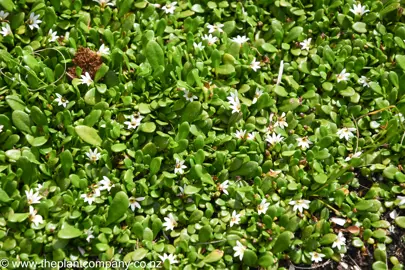 Selliera radicans with green leaves and white flowers growing as a groundcover.