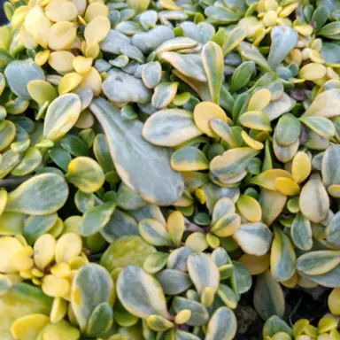 Selliera 'Sundrops' plant with variegated yellow and green, fleshy leaves.