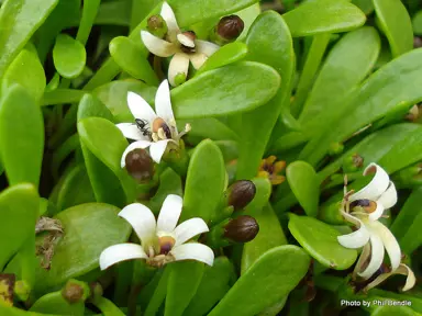 Selliera radicans white flowers with green leaves.