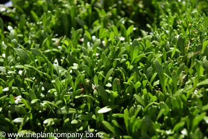 Selliera radicans with green leaves growing densely.