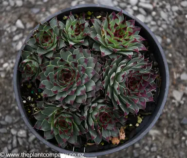 Sempervivum calcareum plant for sale at The Plant Company nursery.