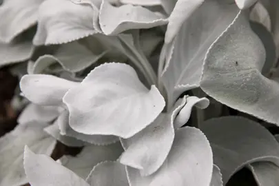 senecio-angel-wings-