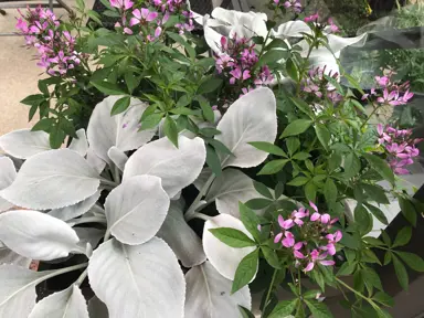 senecio-angel-wings-1