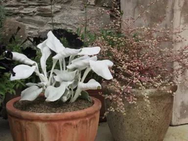 senecio-angel-wings-2