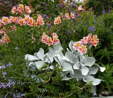 senecio-angel-wings-3