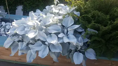senecio-angel-wings-4