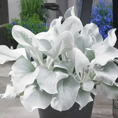 senecio-angel-wings-5