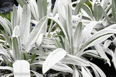 senecio-bella-grigio-