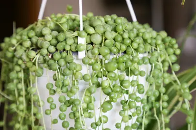A Senecio rowleyanus (String of Pearls) plant in a pot with trailing foliage of bead-like foliage.