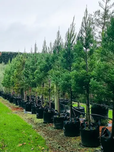 sequoia-korbel-1