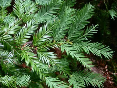 sequoia-sempervirens-1