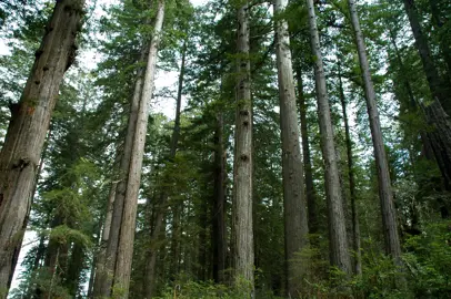 sequoia-sempervirens-2