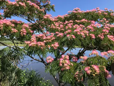 albizia-julibrissin-