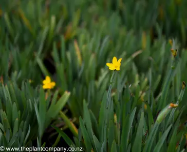 sisyrinchium-californicum--2