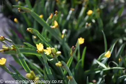 sisyrinchium-californicum-