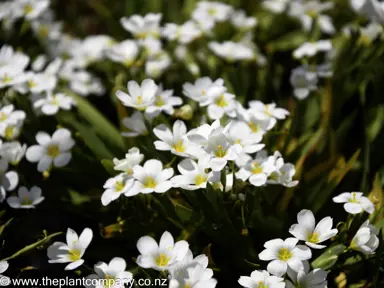 sisyrinchium-snow-bells--1