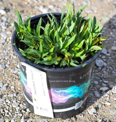 Sisyrinchium 'Snow Bells' plant for sale during early spring at The Plant Company nursery.