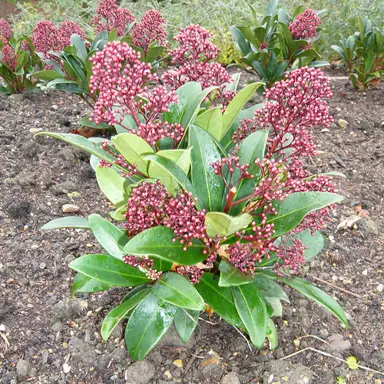 skimmia-rogersii-