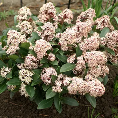 skimmia-rogersii-1