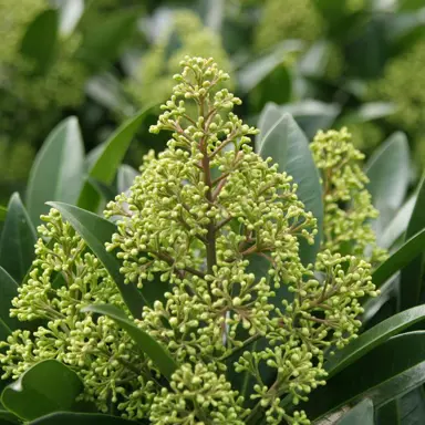 skimmia-kew-green-1