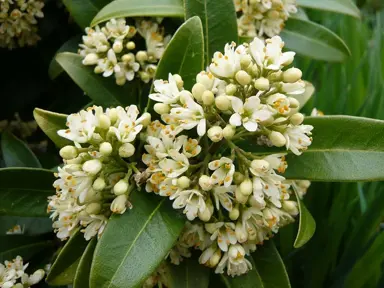 skimmia-kew-green-2