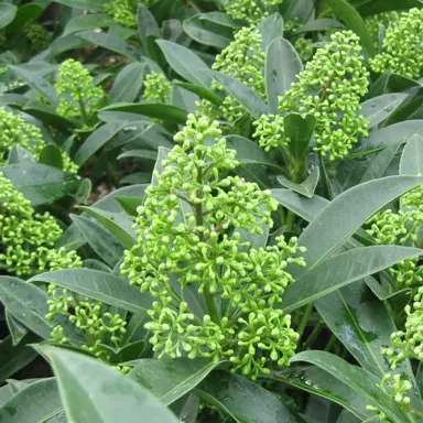 skimmia-kew-green-3