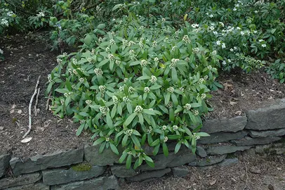 skimmia-kew-green-4