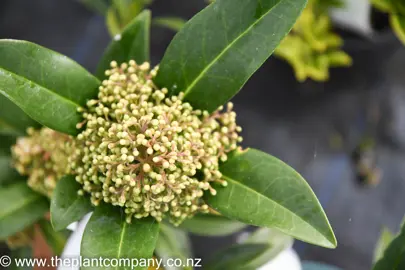 skimmia-kew-green-5