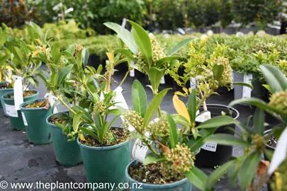 skimmia-kew-green-6