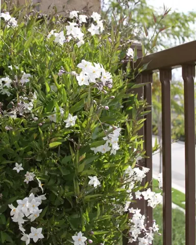 solanum-jasminoides-grandiflora-2