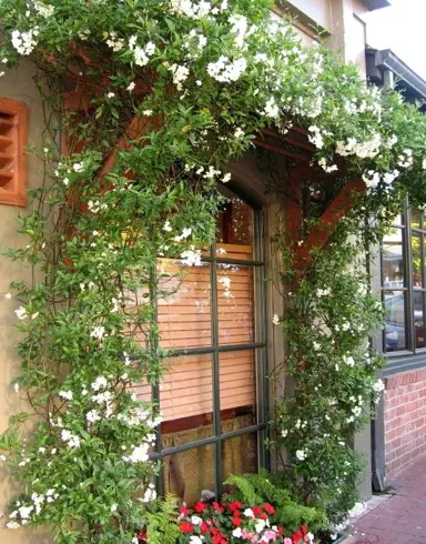 solanum-jasminoides-grandiflora-3