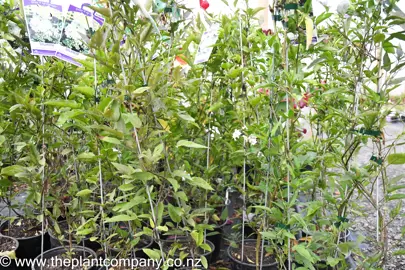 solanum-jasminoides-grandiflora-4