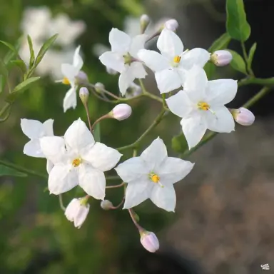 solanum-jasminoides-