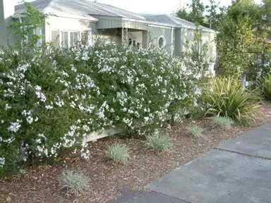 solanum-jasminoides-1