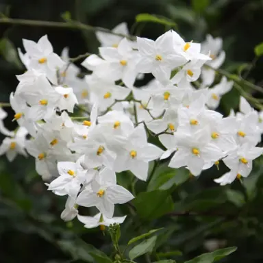 solanum-jasminoides-2