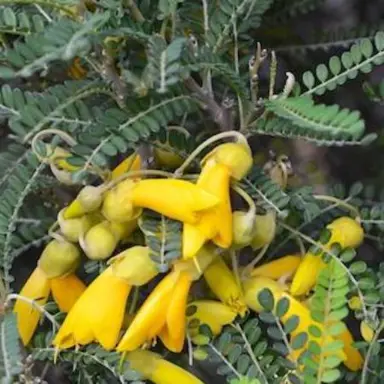 Yellow flowers on Sophora chathamica.
