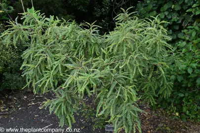 A Sophora chathamica tree growing in a garden with green foliage.