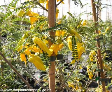 sophora-dragons-gold-kowhai--2