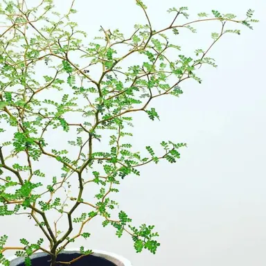 sophora-prostrata-little-baby--1