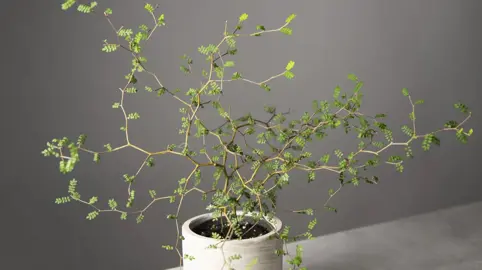 sophora-prostrata-little-baby-