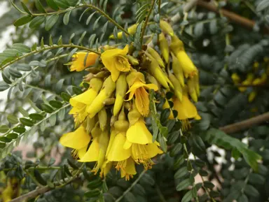 A Weeping Kowhai (Sophora microphylla) stem hosting small, green leaves and masses of yellow flowers.