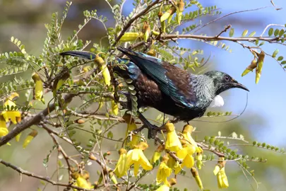 A Tui feeding on yellow Sophora microphylla flowers.