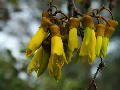 Sophora microphylla yellow flowers held as a cluster.