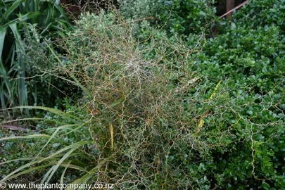 Sophora prostrata plant growing with a backdrop of Coprosma 'Poor Knights'.