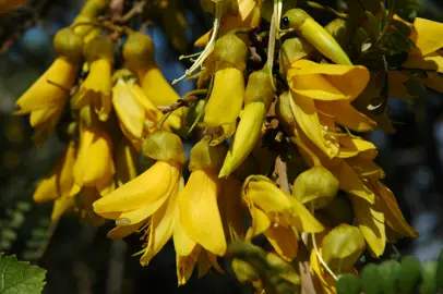 Sophora tetraptera yellow flowers.