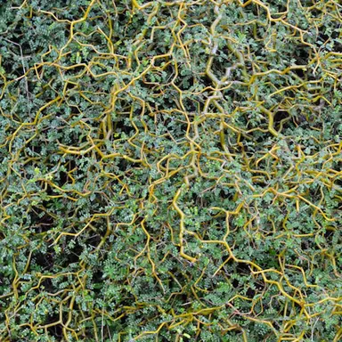 sophora-longicarinata-