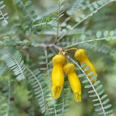 sophora-longicarinata-2