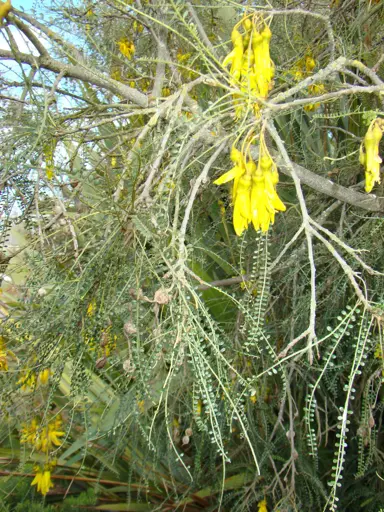 sophora-longicarinata-4