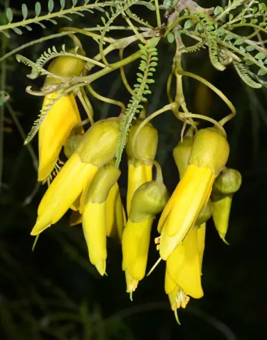 sophora-longicarinata-6